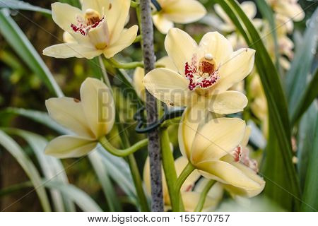 Beautiful yellow orchid - Phalaenopsis in tropical gaden Netherlands