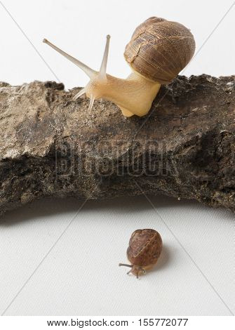 Two cute land snails on the rock isolated on white