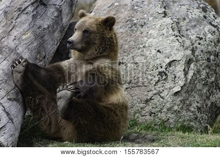 Grizzly bear sitting and holding it's toes