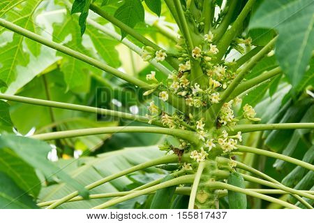 papaya tree with flowers, leaf of papaya tree