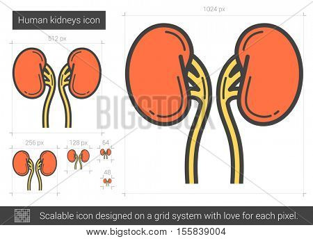 Human kidneys vector line icon isolated on white background. Human kidneys line icon for infographic, website or app. Scalable icon designed on a grid system.