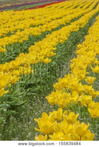 Field of Yellow Tulips in Woodburn, Oreogn