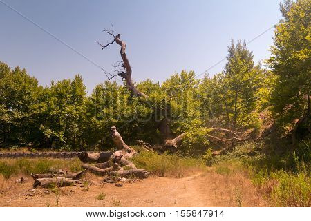 Relics of the old plane tree at Prokopi village in Euboea in Greece.This plane tree used to be the biggest in Europe.