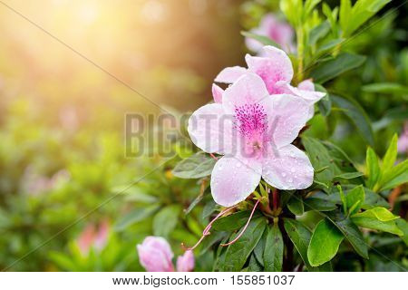 fresh pink flower Close up shot in public park