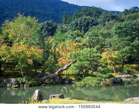 Japanese garden at Tenryuji Temple in Arashiyama Kyoto Japan.