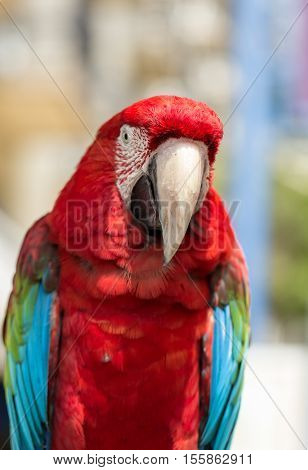 Macaw parrot with red and blue feathers