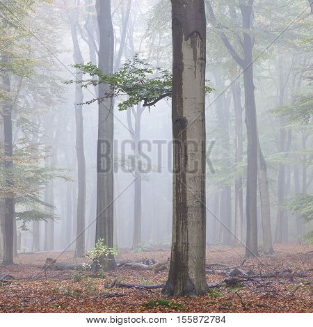 misty early morning beech forest in the netherlands near utrecht on utrechtse heuvelrug in the fall