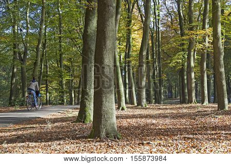 Doorn Netherlands 31 may 2016: girl on bicycle track in autumn forest near Doorn on utrechtse heuvelrug in the netherlands