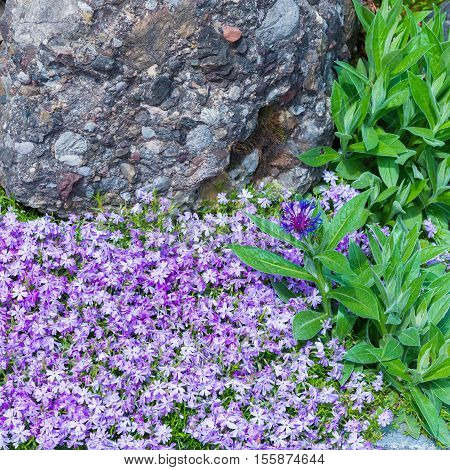 Blaukissen flowers grow in spring between rocks. lifestyle -garden.