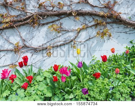 Tulips with dew drops on a leaf bloom brightly on the background of white wall with plants.