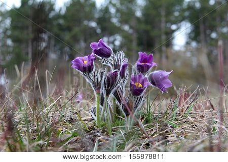 Purple pasque flowers in springtime / Hairy fuzzy pasque-flowers in soft purple pastel colors in springtime