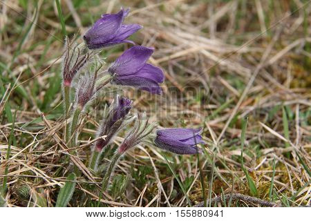 Purple pasque flowers in springtime / Hairy fuzzy pasque-flowers in soft purple pastel colors in springtime