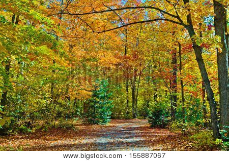 Falls Colorful Trees