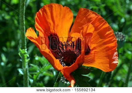 Poppy Flower