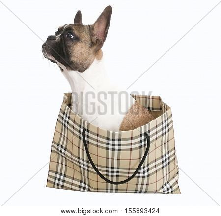 French bull dog puppy in shopping bags