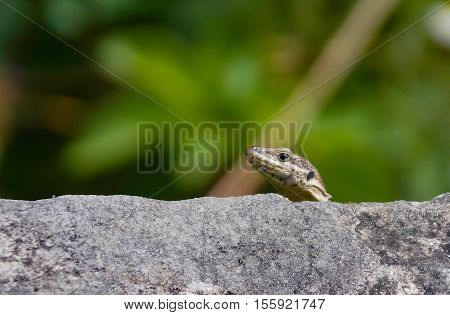 Lizard head up searching for its food