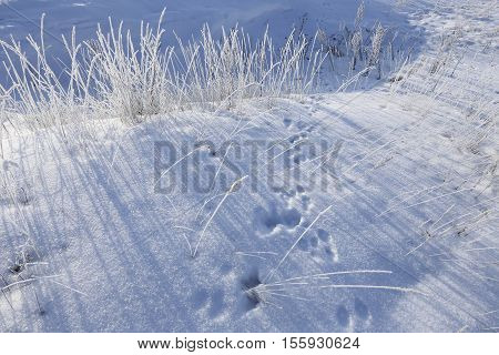 Hare Tracks In The Snow