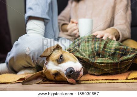 Sleepy dog in throw blanket with human. Lazy puppy covered in plaid with human in jeans and wool sweater who drinks coffee or tea