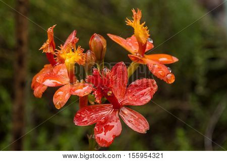 Texture Of Orange And Wet Yellow Epidendrum Orchid Flowers
