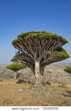Dragon Blood Tree, Dracaena Cinnabari