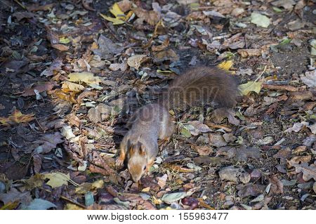 Autumn, a squirrel free in the wild