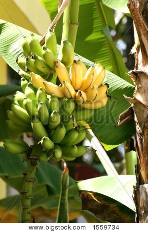 Flere bananer