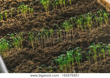 young green sprout in the ground c