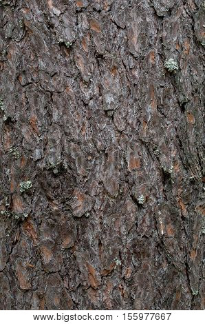 Rough bark of pine, overgrown with moss and lichen