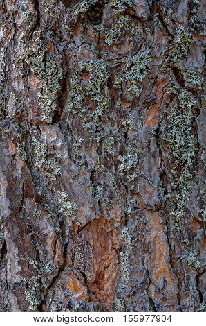 Rough bark of pine, overgrown with moss and lichen