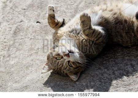 Big fluffy homeless cat with long whiskers and green-yellow eyes laying outdoor.