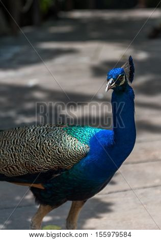 A nie peacock in its natural environment