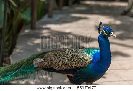 A nie peacock in its natural environment