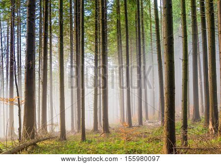 Mysterious and famous Baciu forest in autumn season. Cluj Romania