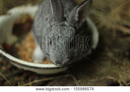 rabbit gray eats food sits in a cage