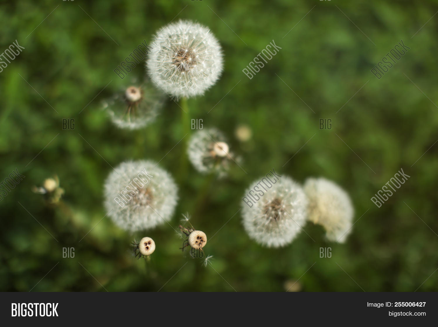 Shallow Depth Field Image Photo Free Trial Bigstock