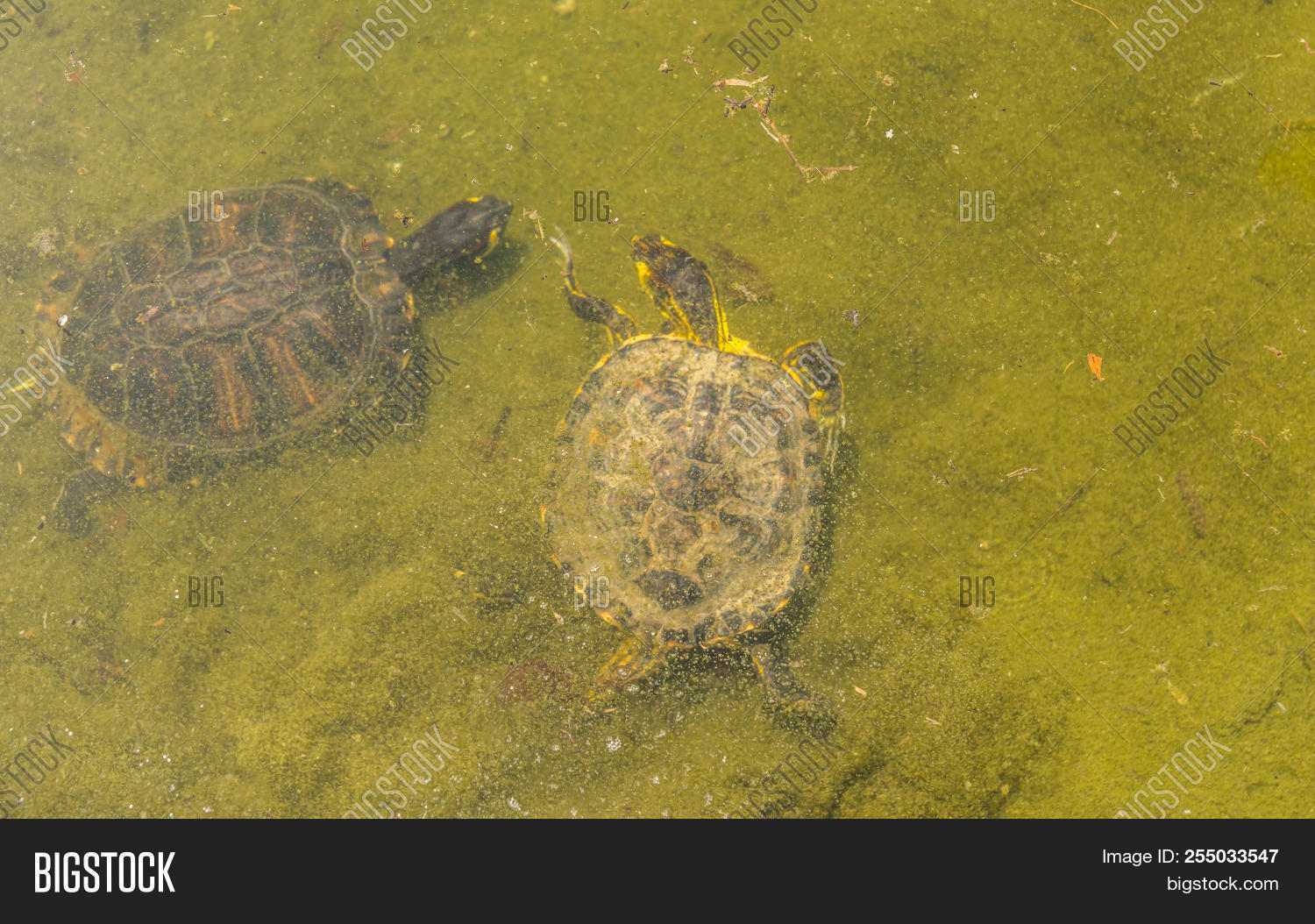 Water Turtle Dirty Image Photo Free Trial Bigstock