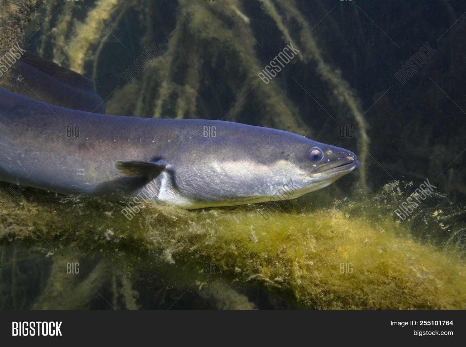 Eel Fish (anguilla Image & Photo (Free Trial) Bigstock