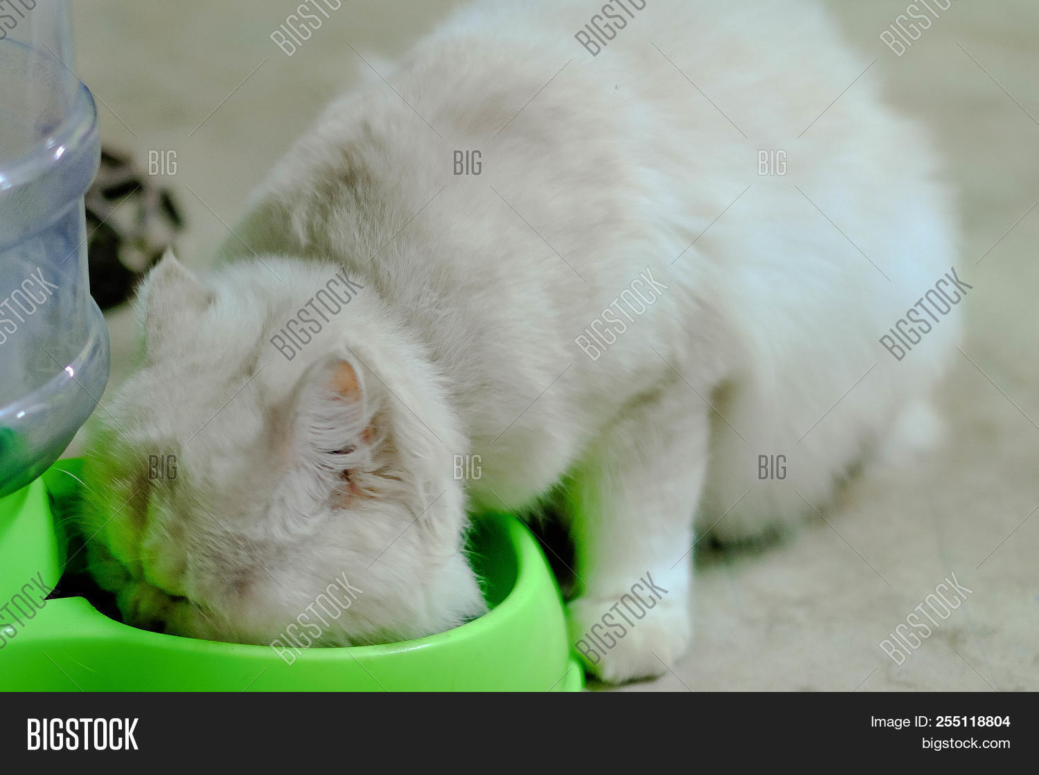 persian cat eating