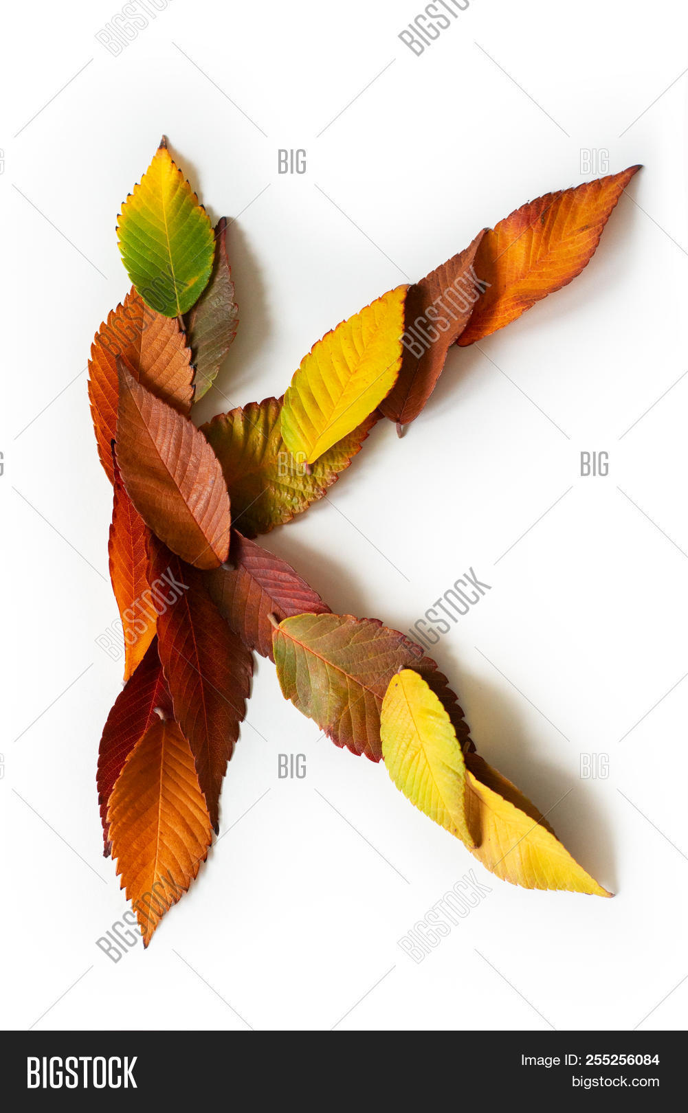 Letter K Photography Background,Fresh Organic Fall Literature Fragrance Herbs Eco Woodland Inspired Capital K Sign Decorative Backdrop for Studio,10x10ft Letter K Photography Background,Fresh Organic Fall Literature Fragrance Herbs Eco Woodland Inspired Capital K Sign Decorative Backdrop for Studio,10x10ft