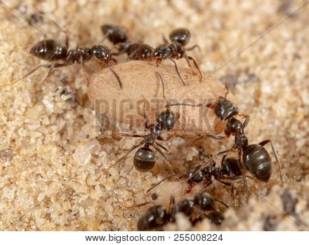 Ants And Formic Eggs In Nature. Macro