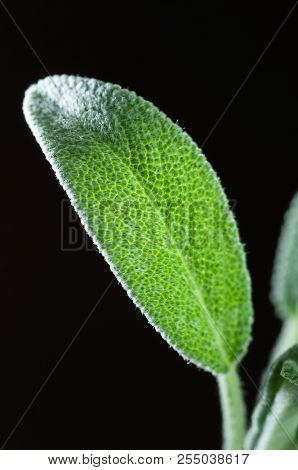 Closeup Of Single Fresh Sage Leaf On Black Background