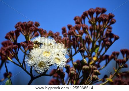 White And Yellow Dwarf Apple Gum Tree Flowers And Red Buds, Angophora Hispida, Under A Blue Sky In T
