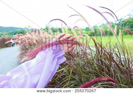 Beautiful Grass Flower With Sunlight.