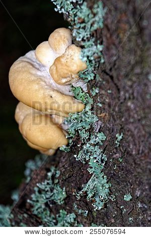 Fruit Bodies Of Piptoporus Quercinus On The Trunk Of A Tree In The Forest