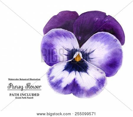 Modern Botanical Watercolor Illustration Dark Blue Pansy Flower On A White Background. Isolated, Pat