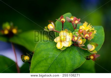 Sweet-amber Or Tutsan Flower Closeup, Hypericum Androsaemum, Herbal Medicine, Natural Background, Se