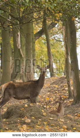 Cervus Elaphus