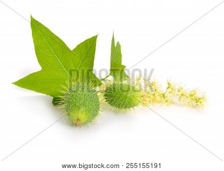 Echinocystis, Cucurbitaceae, Lobata, Commonly Called Wild Cucumber, Prickly Cucumber, Or Balsam Appl