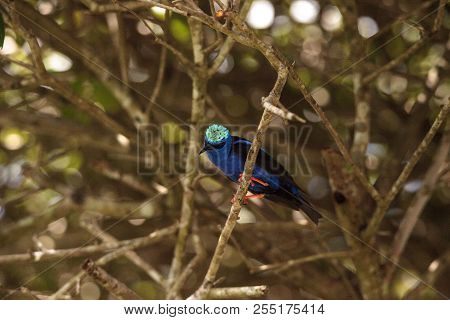 Red-legged Honeycreeper Cyanerpes Cyaneus