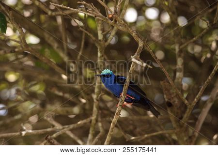 Red-legged Honeycreeper Cyanerpes Cyaneus